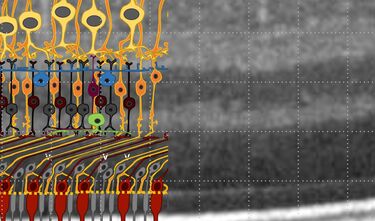 Clase 1 - Conceptos esenciales en fisiología y anatomía de la retina